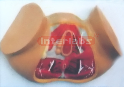 FEMALE PERINEUM ANATOMICAL MODEL